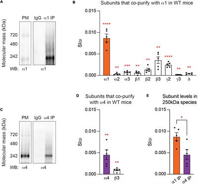 Analyzing the mechanisms that facilitate the subtype-specific assembly of γ-aminobutyric acid type A receptors